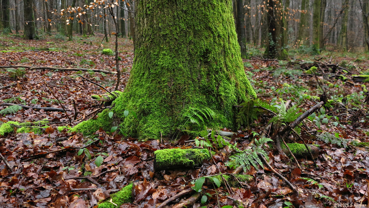 Forêt Verte (Mousse 2)