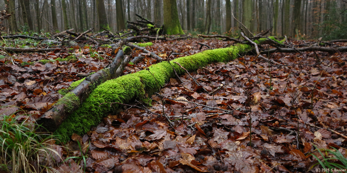 Forêt Verte (Mousse 3)
