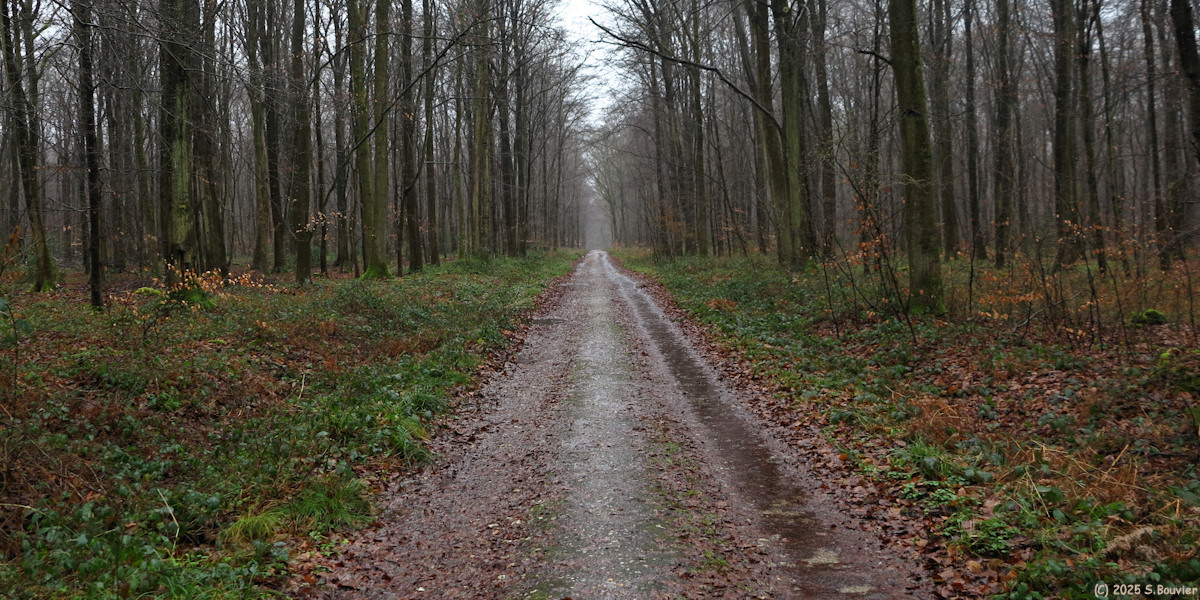 Forêt Verte (Route Forestière)