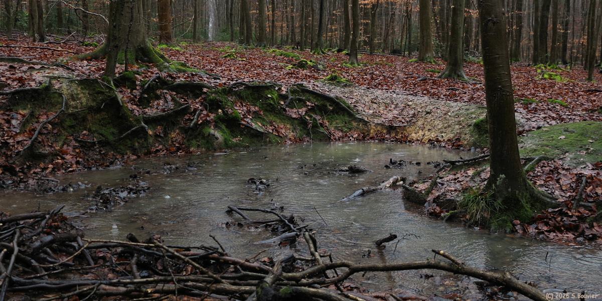 Forêt Verte (Mare)
