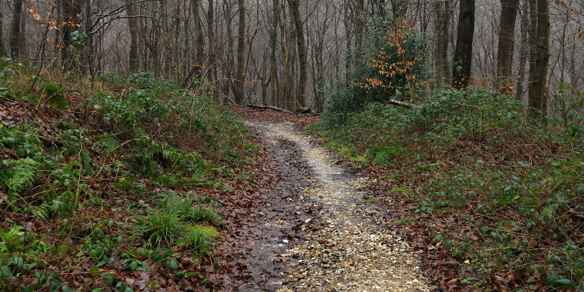 Forêt Verte (Chemin 6)