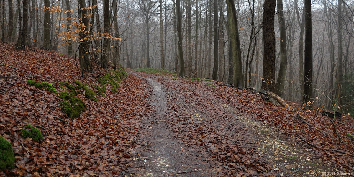 Forêt Verte (Chemin 7)
