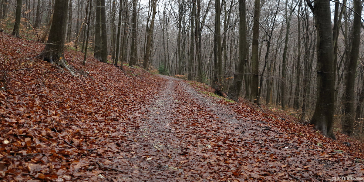Forêt Verte (Chemin 8)