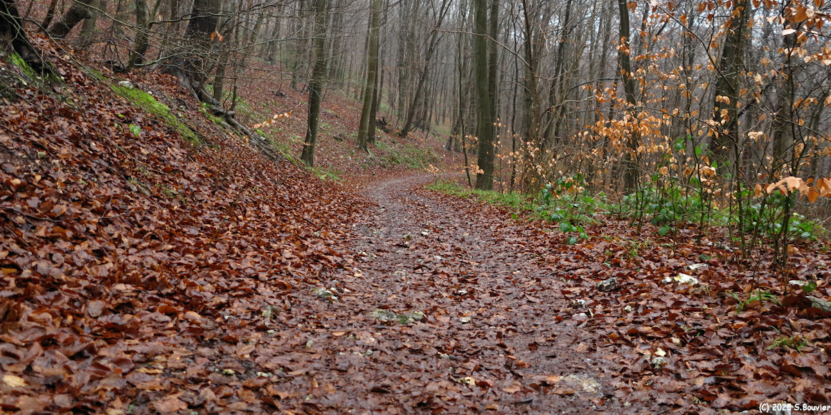 Forêt Verte (Chemin 9)