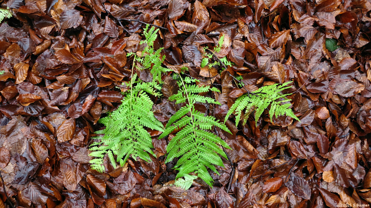 Forêt Verte (Fougère)