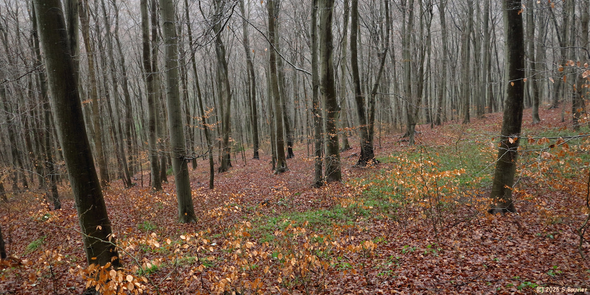 Forêt Verte (Arbres)