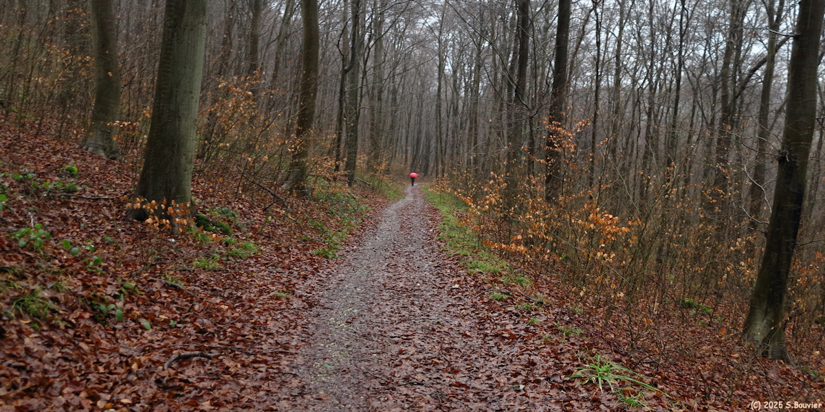 Forêt Verte (Chemin 10)