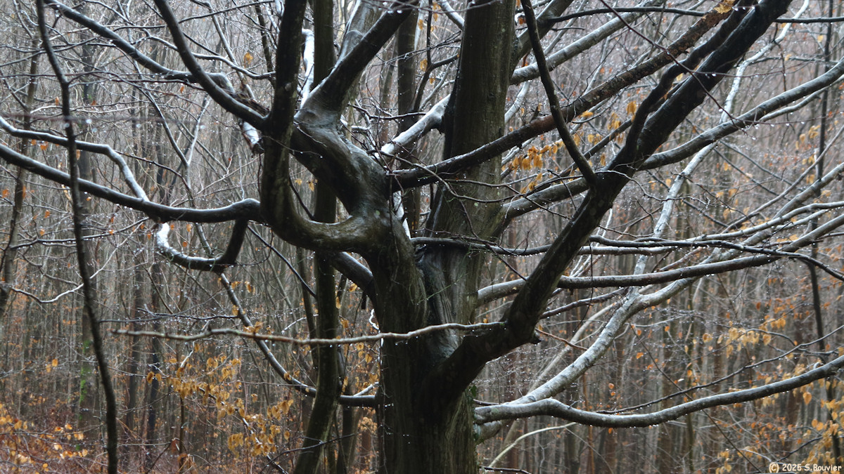 Forêt Verte (Arbre)