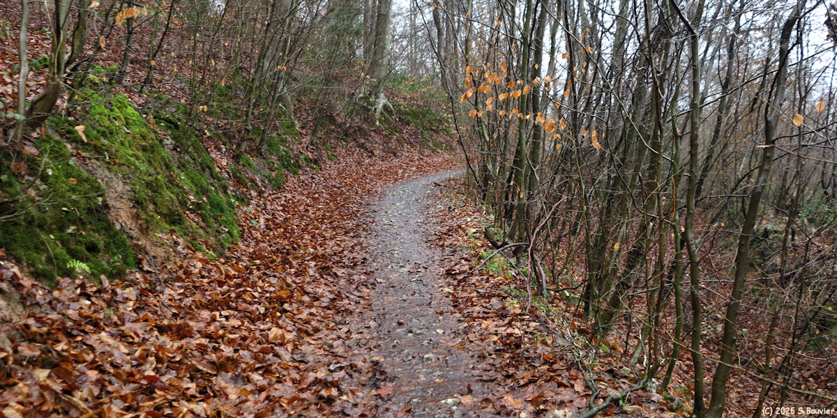 Forêt Verte (Chemin 11)