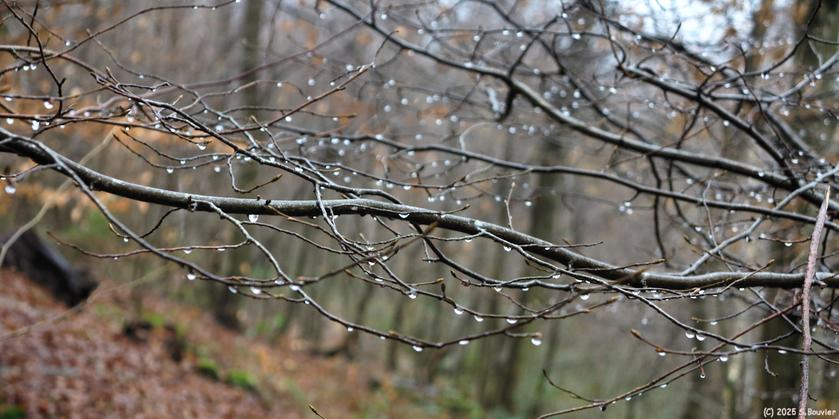Forêt Verte (Gouttes)