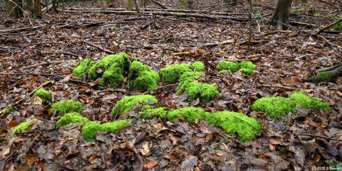Forêt Verte (Mousse 4)