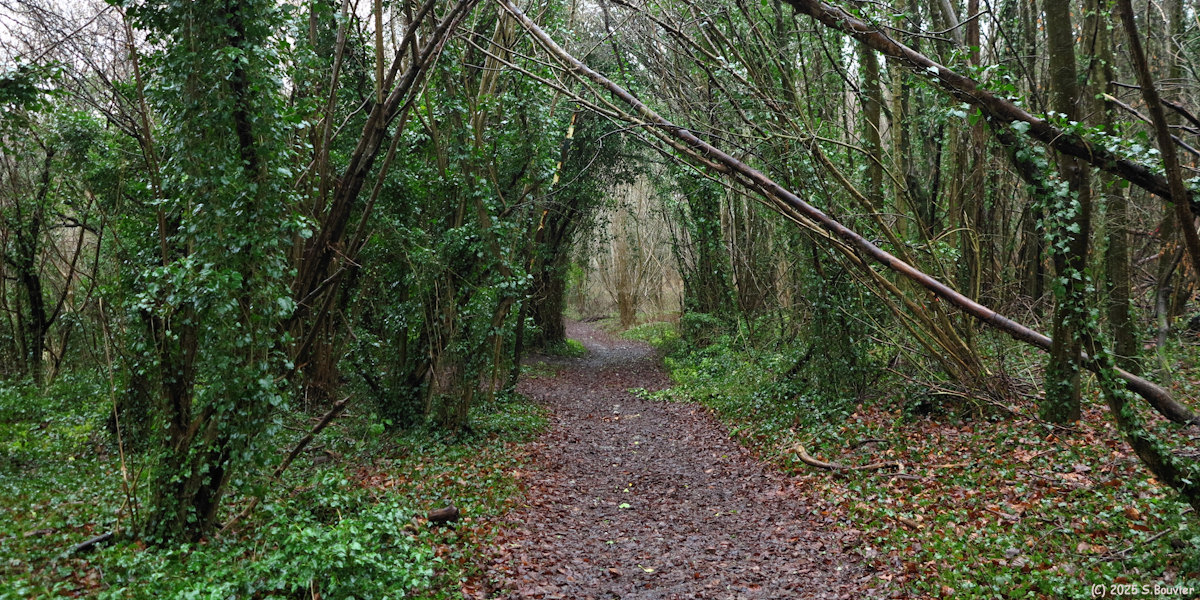Le Houlme (Chemin)