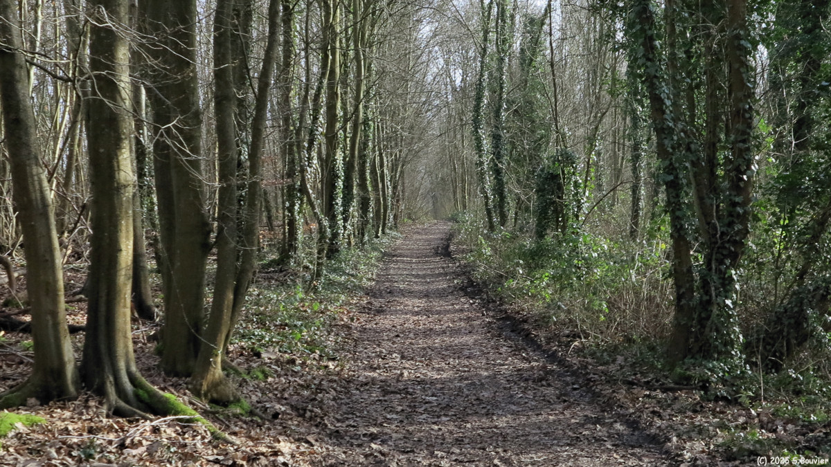 Le Houlme (Chemin)