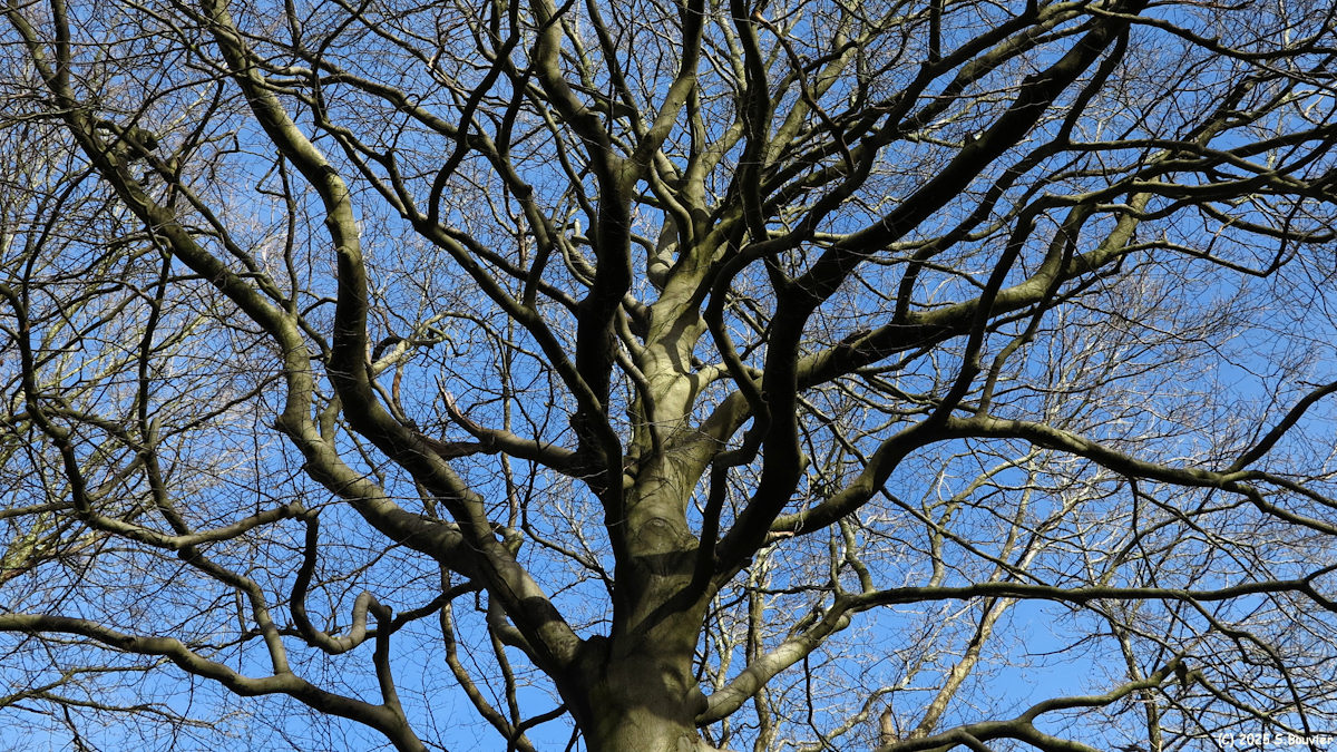 Forêt Verte (Ramure)