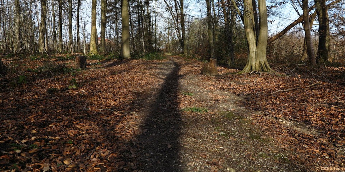 Forêt Verte (Ombre)