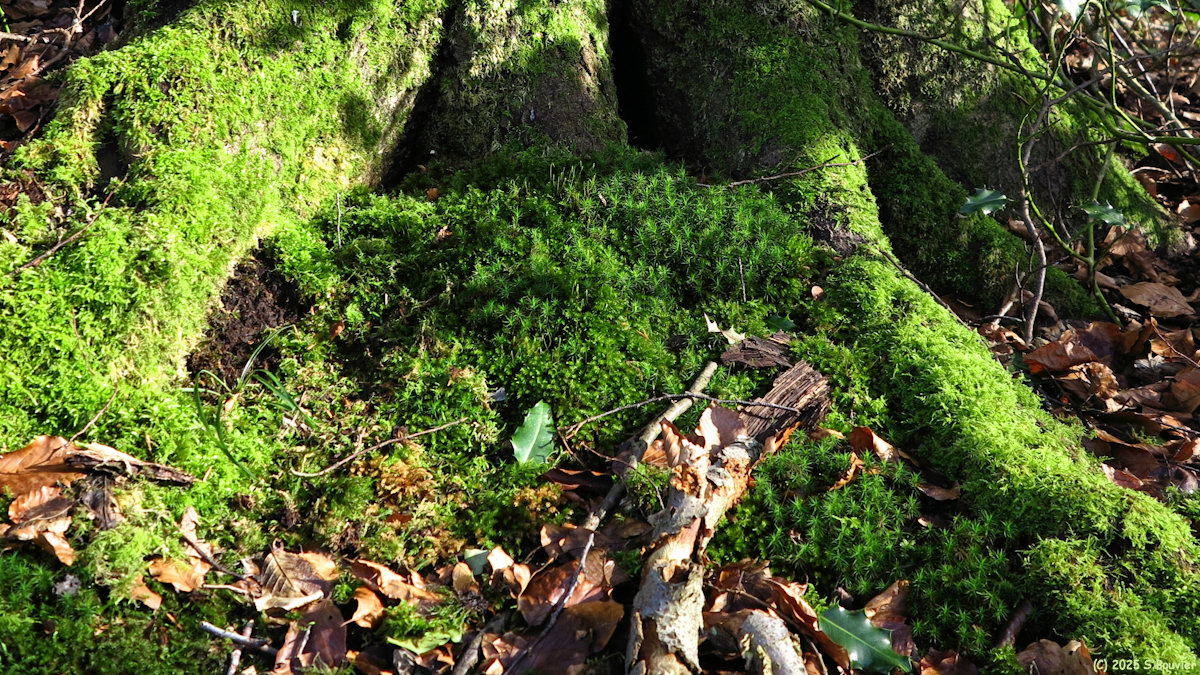 Forêt Verte (Mousse 1)