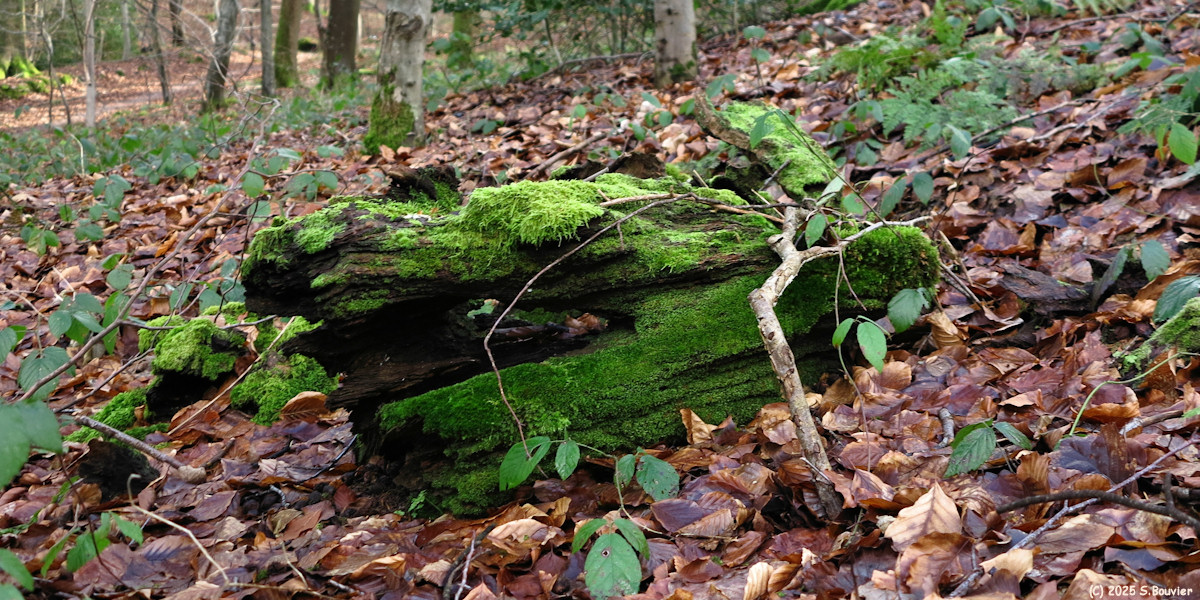 Forêt Verte (Mousse 2)