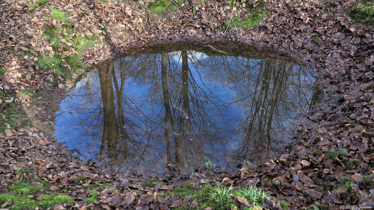 Forêt Verte (Reflet 1)
