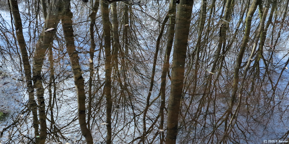 Forêt Verte (Reflet 2)