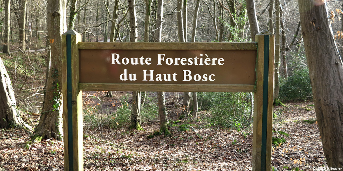 Forêt Verte (Panneau 1)