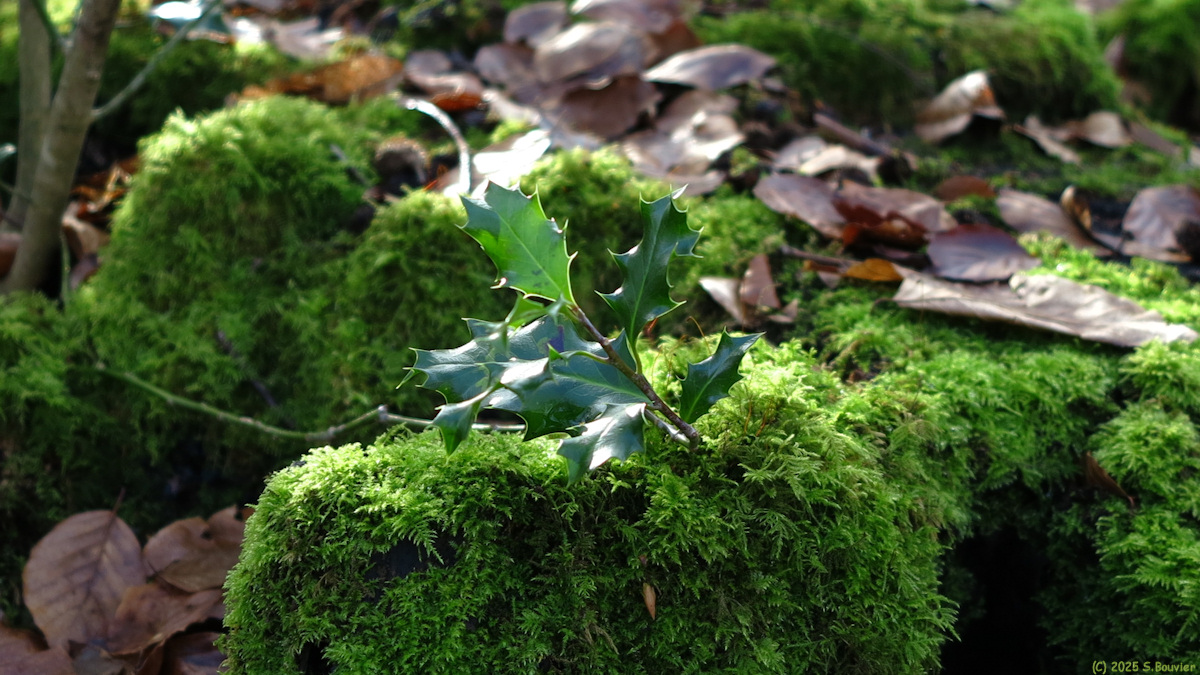 Forêt Verte (Mouse, Houx)