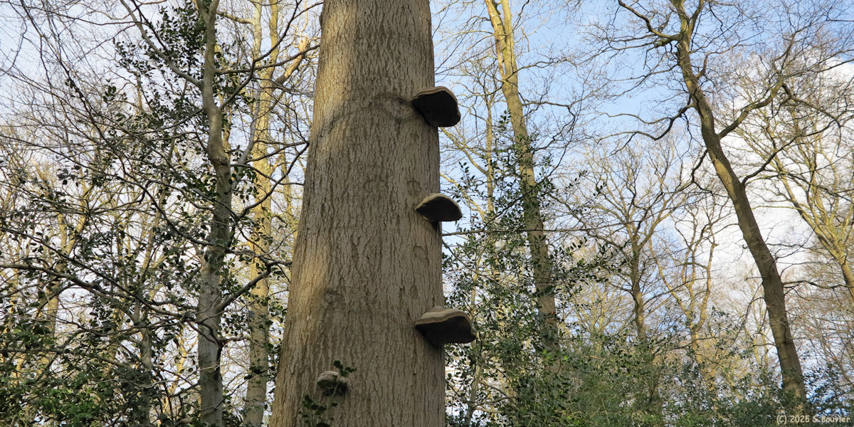 Forêt Verte (Amadouvier)
