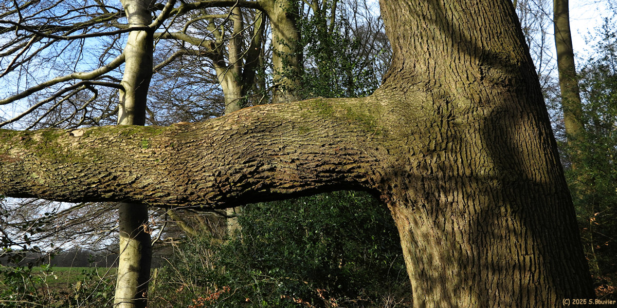Forêt Verte (Branche)