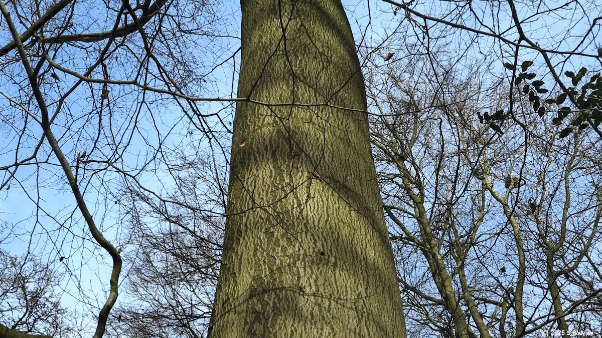 Forêt Verte (Tronc 1)