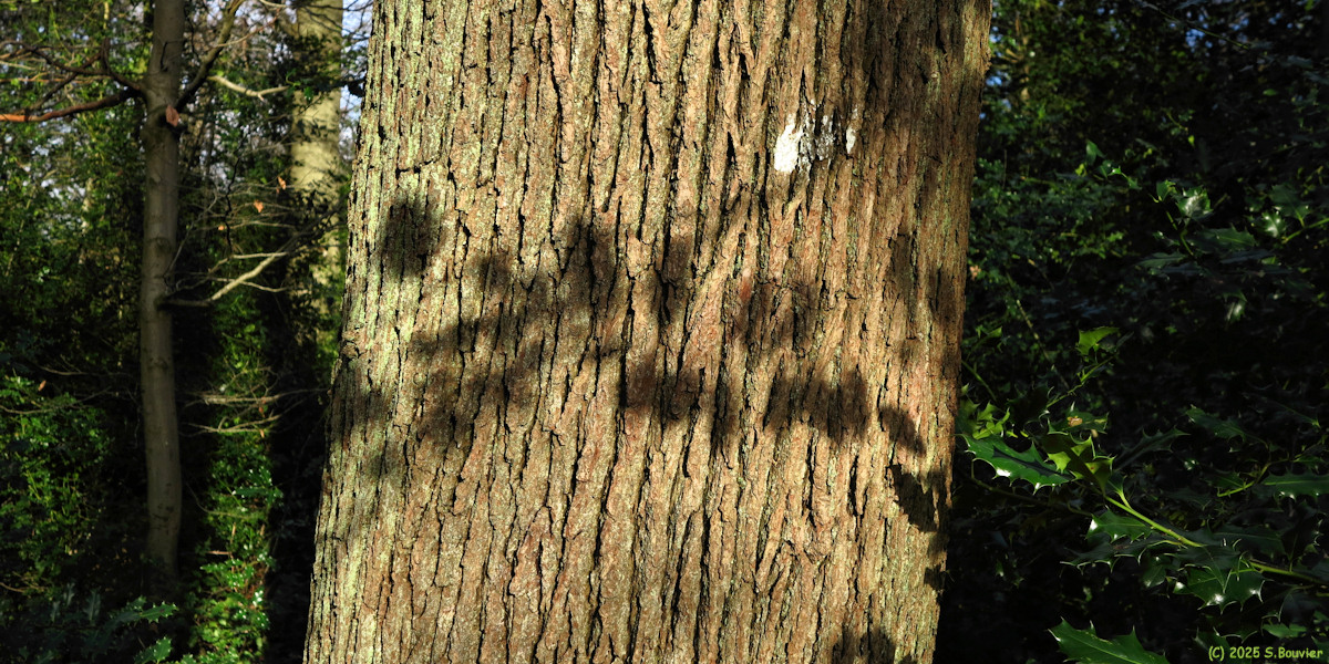 Forêt Verte (Tronc 2)