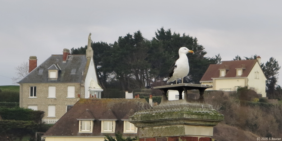 Port en Bessin (Goéland)