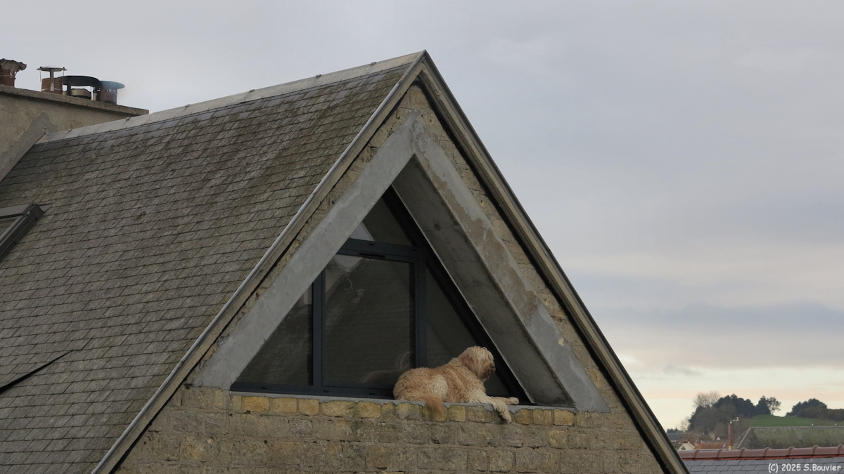 Port en Bessin (Chien)