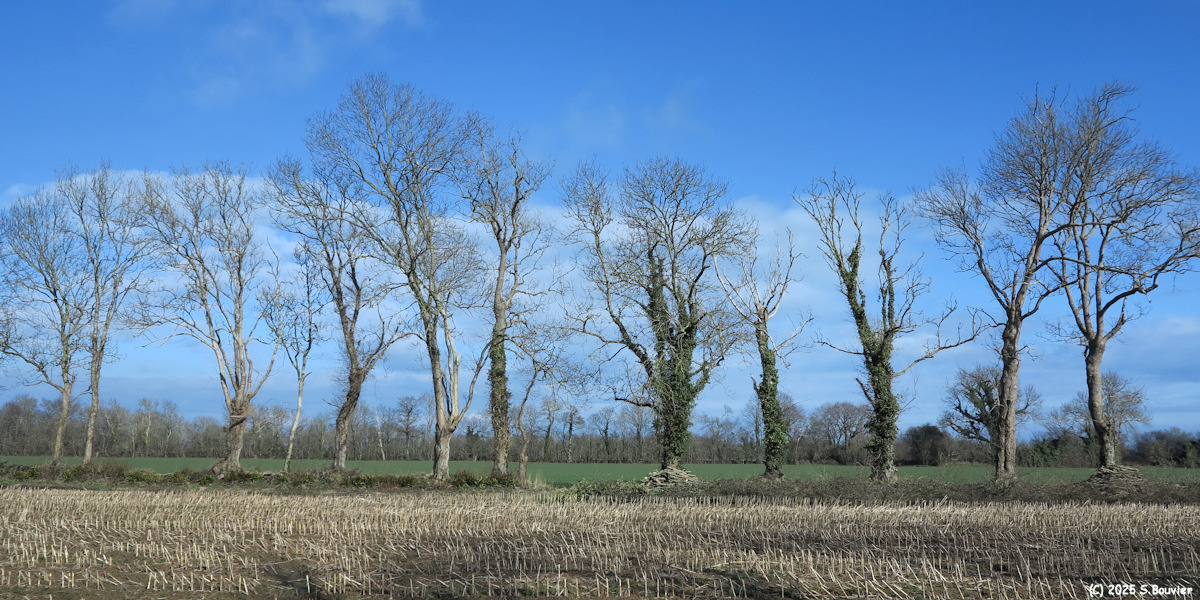 Sainte Honorine des Pertes (Arbres)