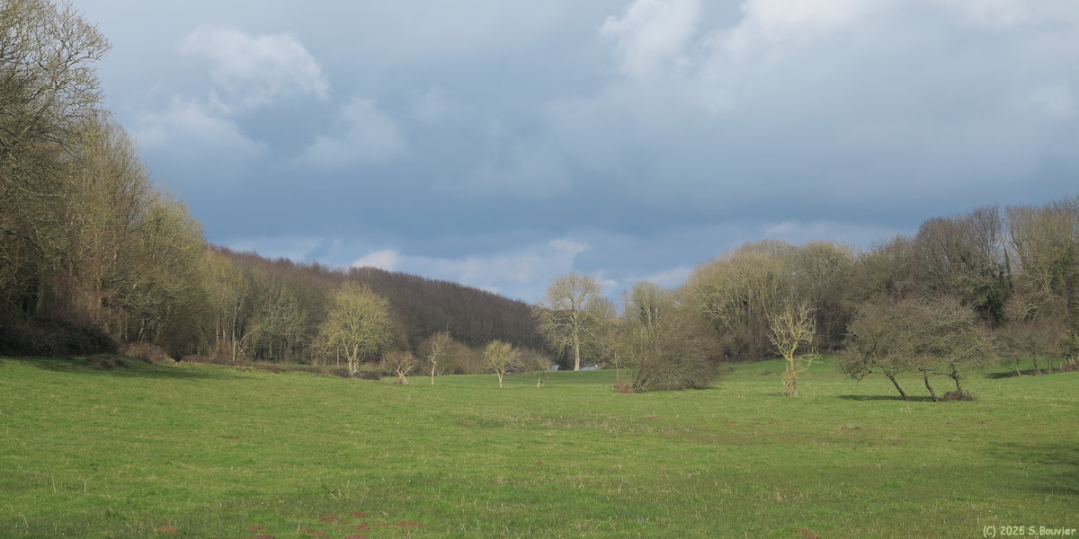 Colleville sur Mer (Prairie)