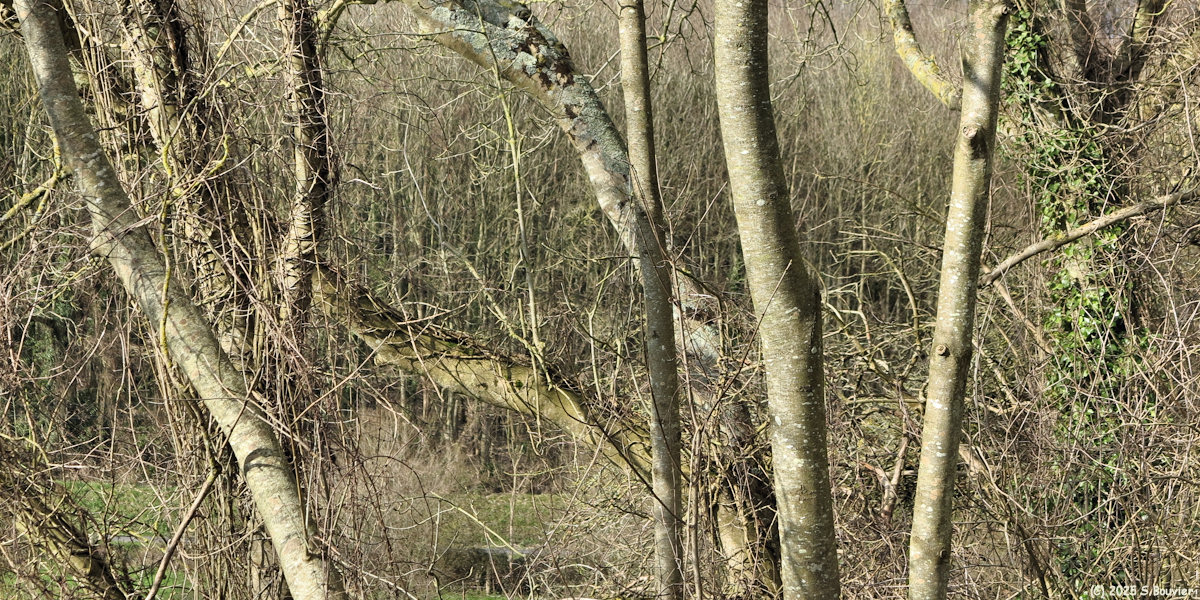 Colleville sur Mer (Branches 1)