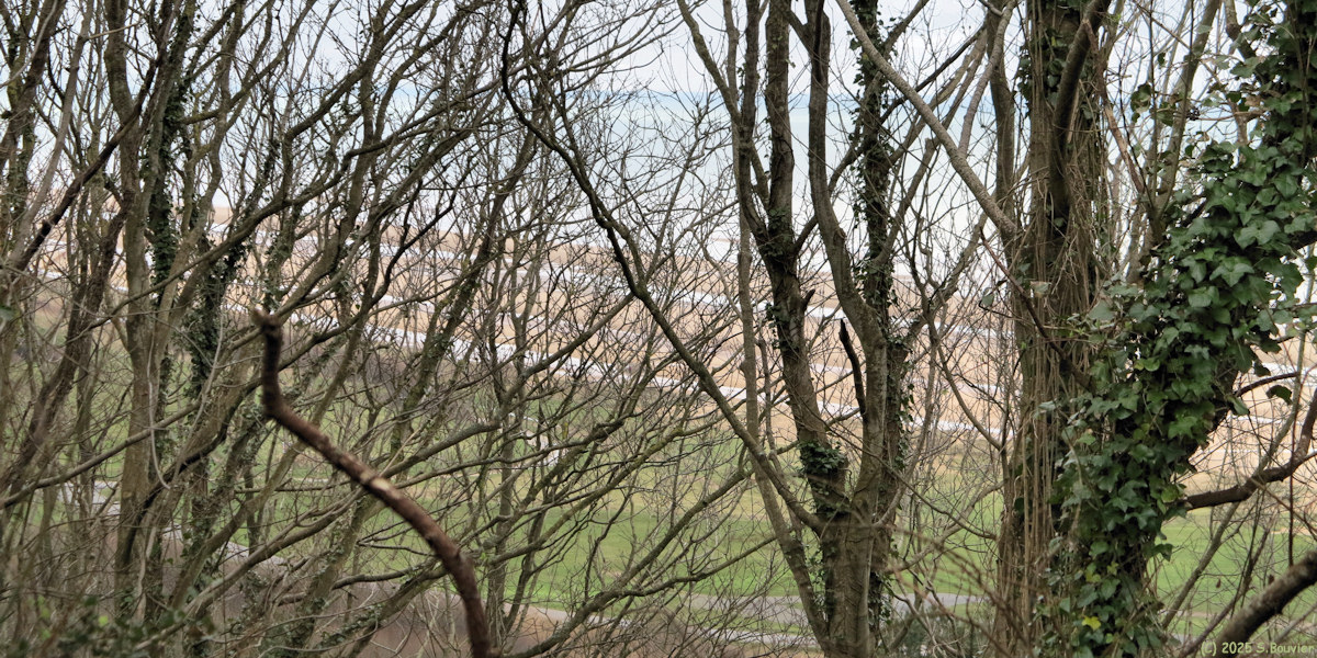 Colleville sur Mer (Branches 2)