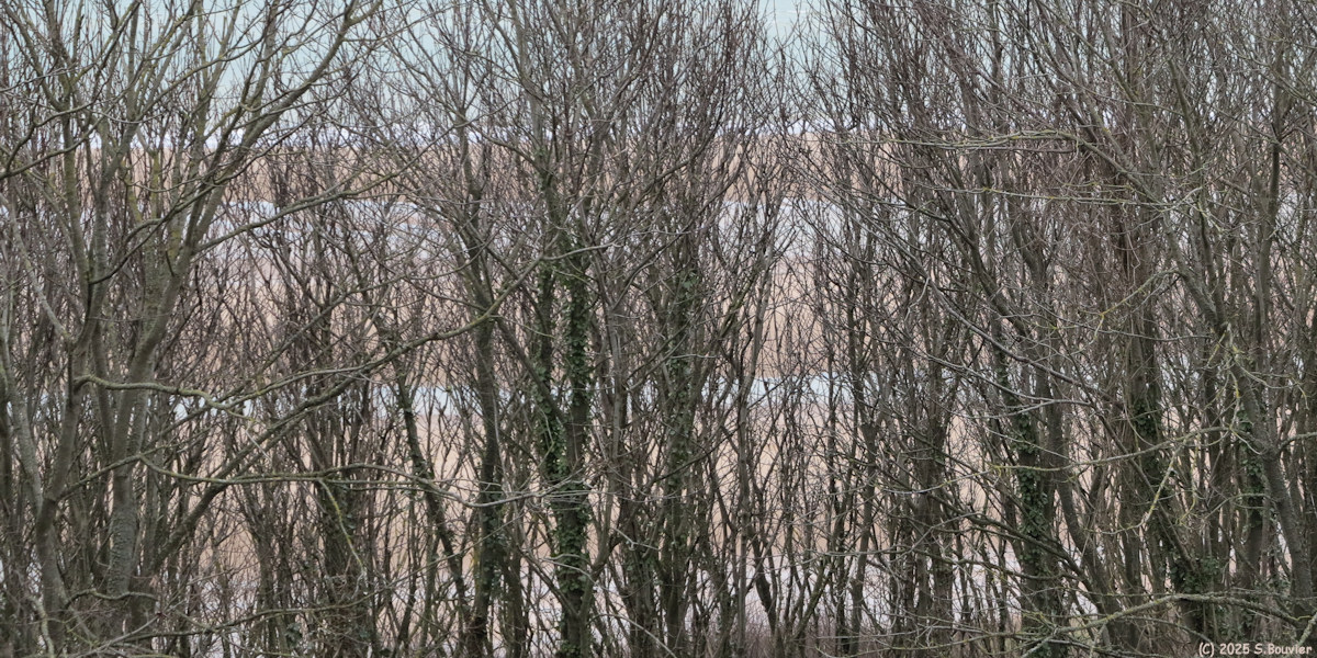 Colleville sur Mer (Branches 3)