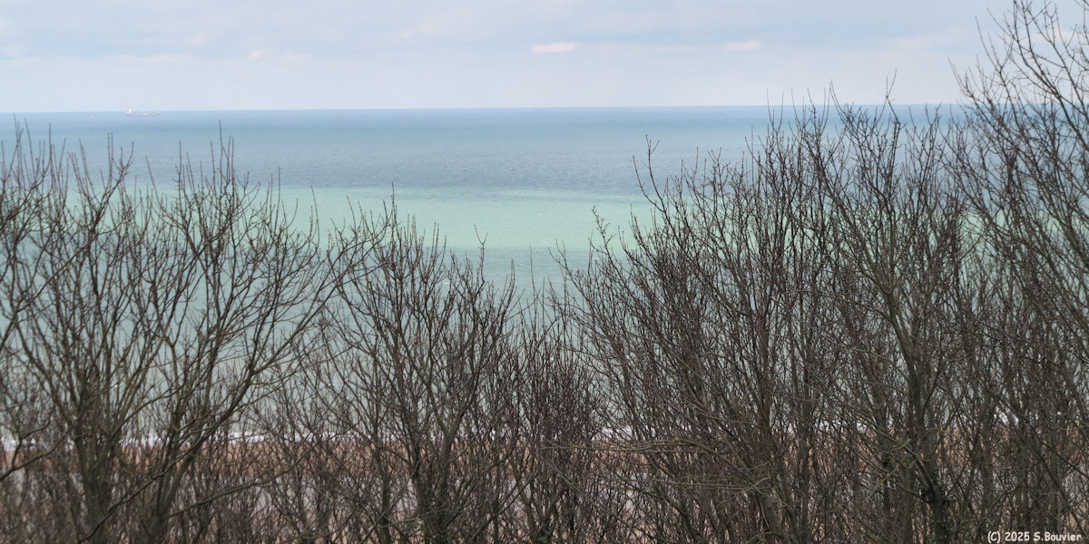 Colleville sur Mer (Branches 4)