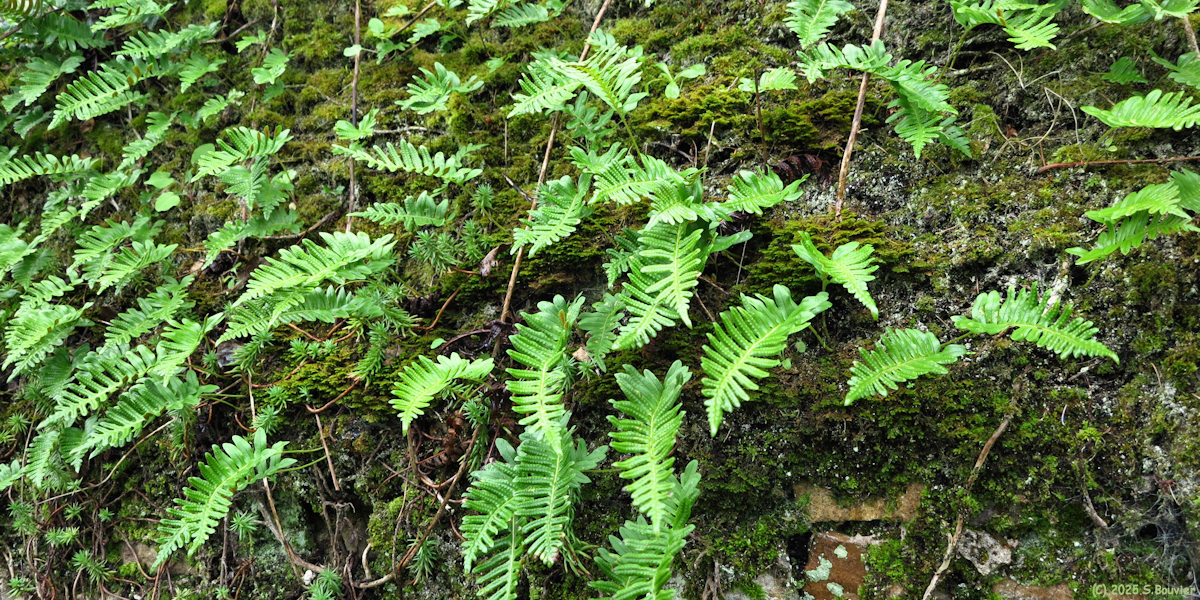 Commes (Polypodes)