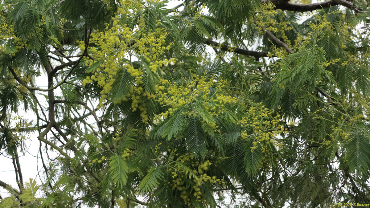 Longues sur Mer (Mimosa)