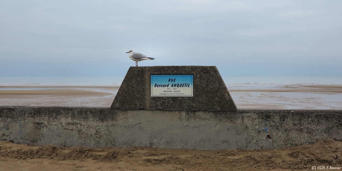 Saint Laurent sur Mer (Mouette)