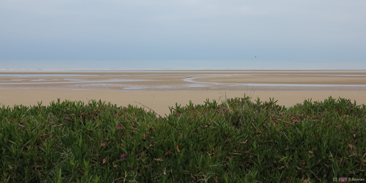 Saint Laurent sur Mer (Griffes de Sorcière)