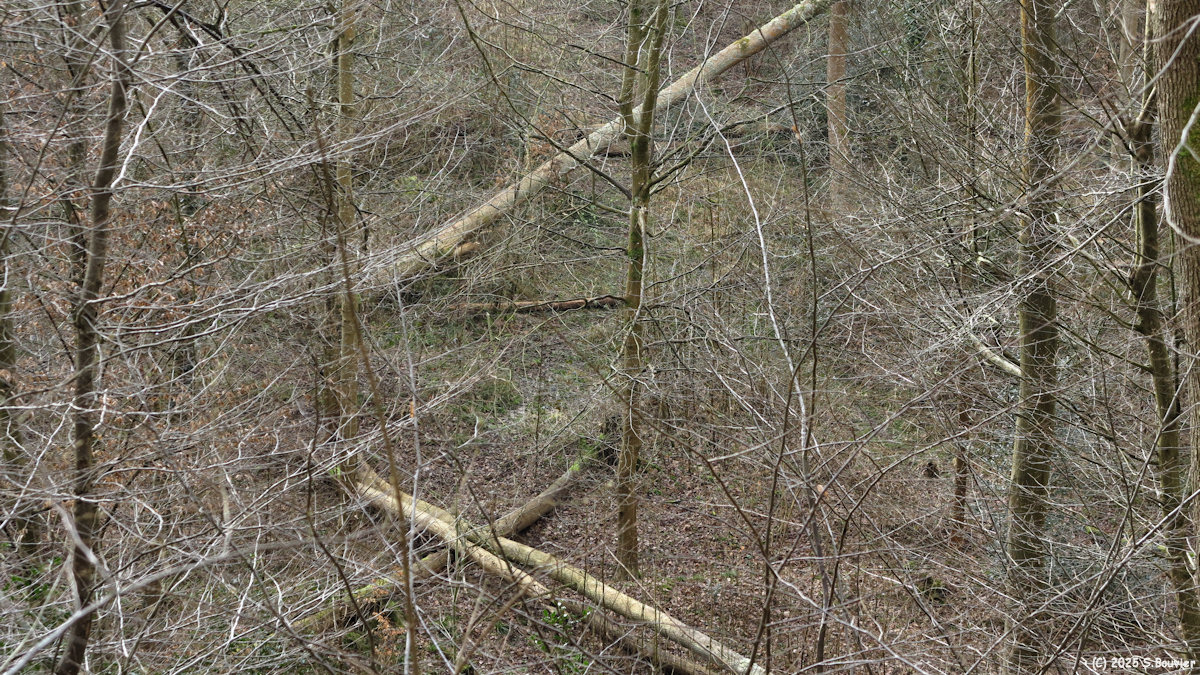 Notre Dame de Bondeville (Arbres)