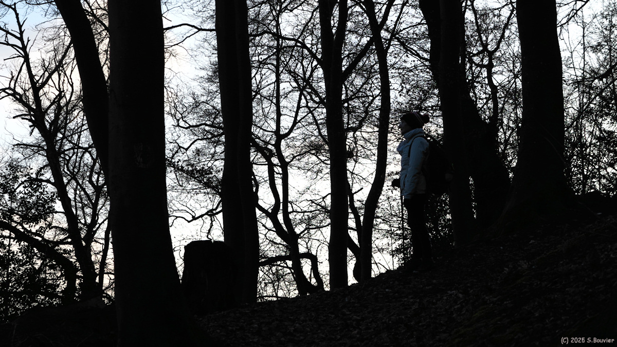 Mont Saint Aignan (Arbres)