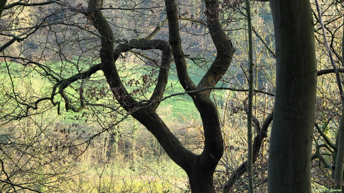 Mont Saint Aignan (Arbre)