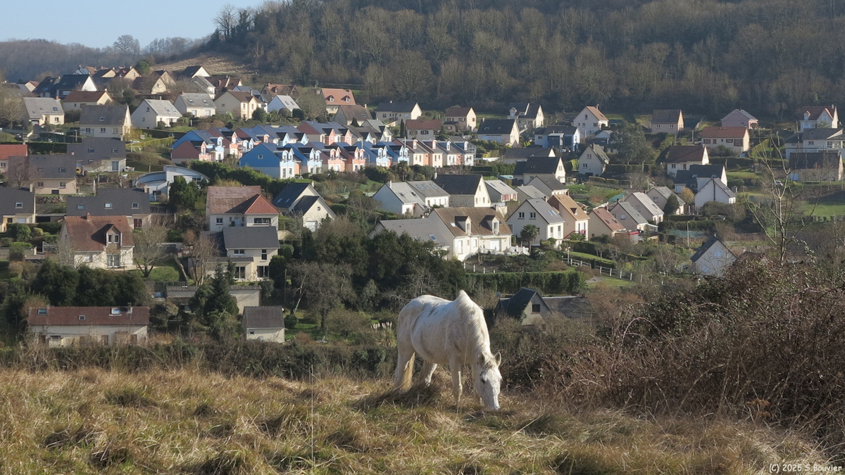 Amfreville la Mi Voie (Cheval)