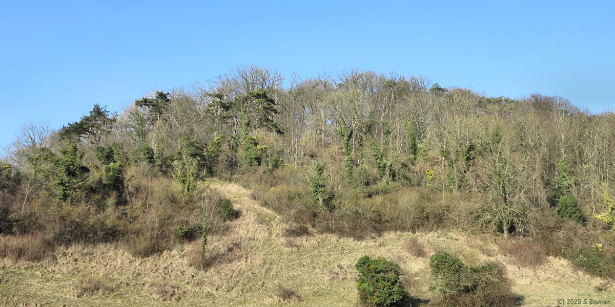 Amfreville la Mi Voie (Bois)
