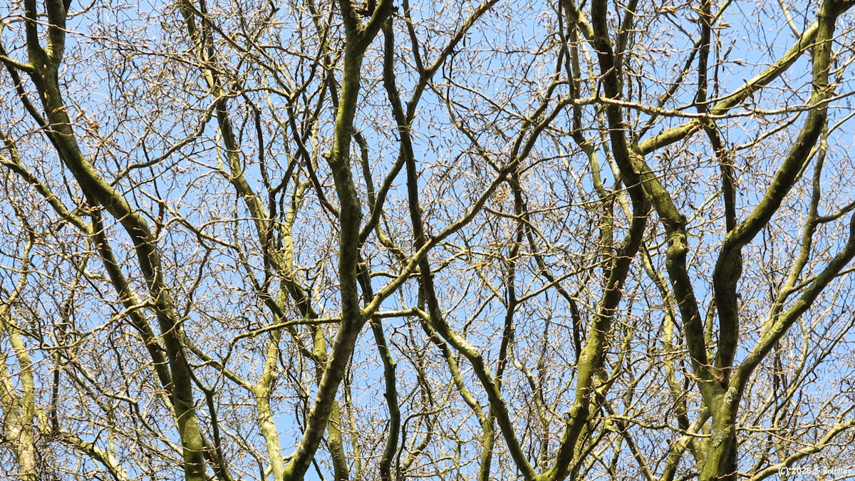 Franqueville Saint Pierre (Branches)