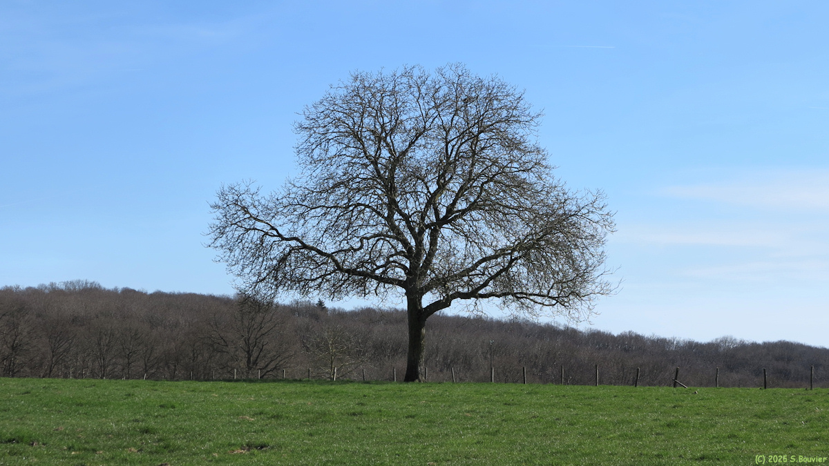 Saint Aubin Celloville (Arbre)