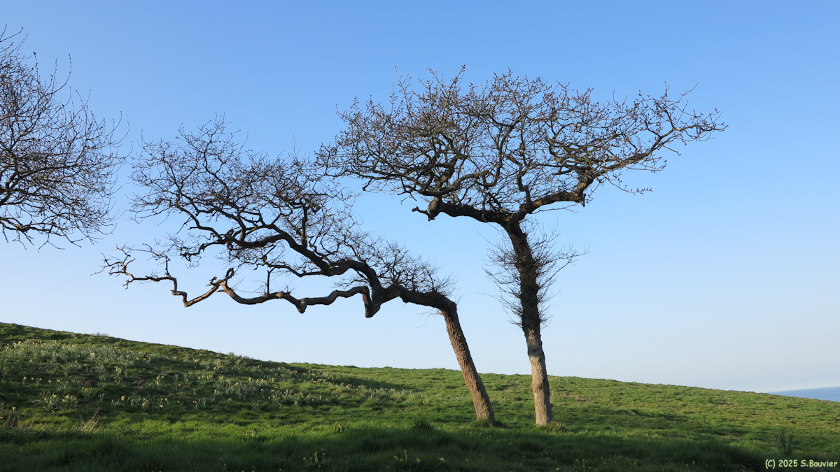 Varengeville sur Mer (Arbres 1)
