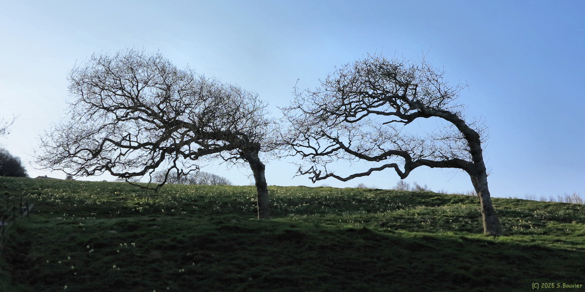 Varengeville sur Mer (Arbres 2)